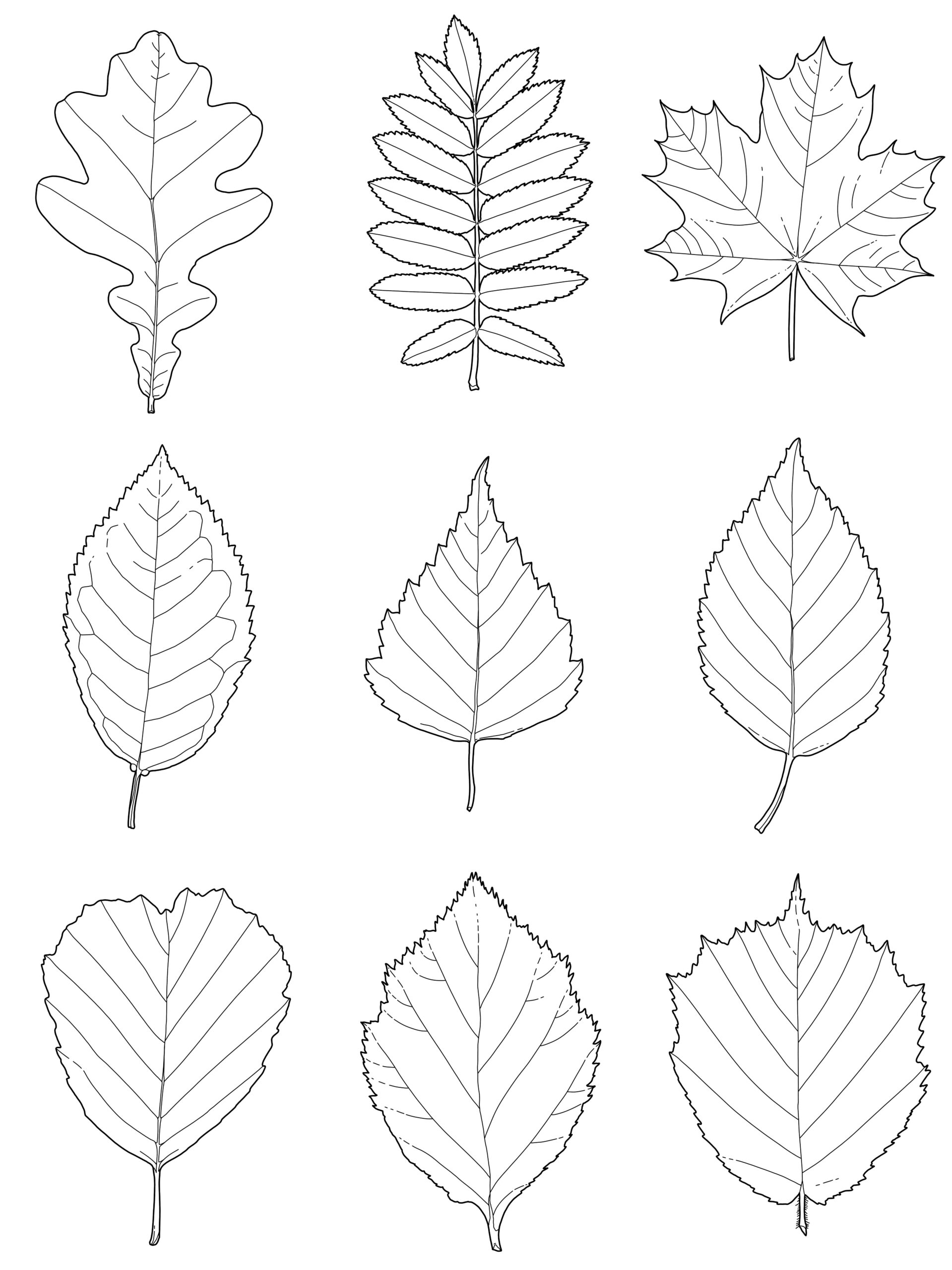 Arbeidsprøve – Illustratør og grafiker